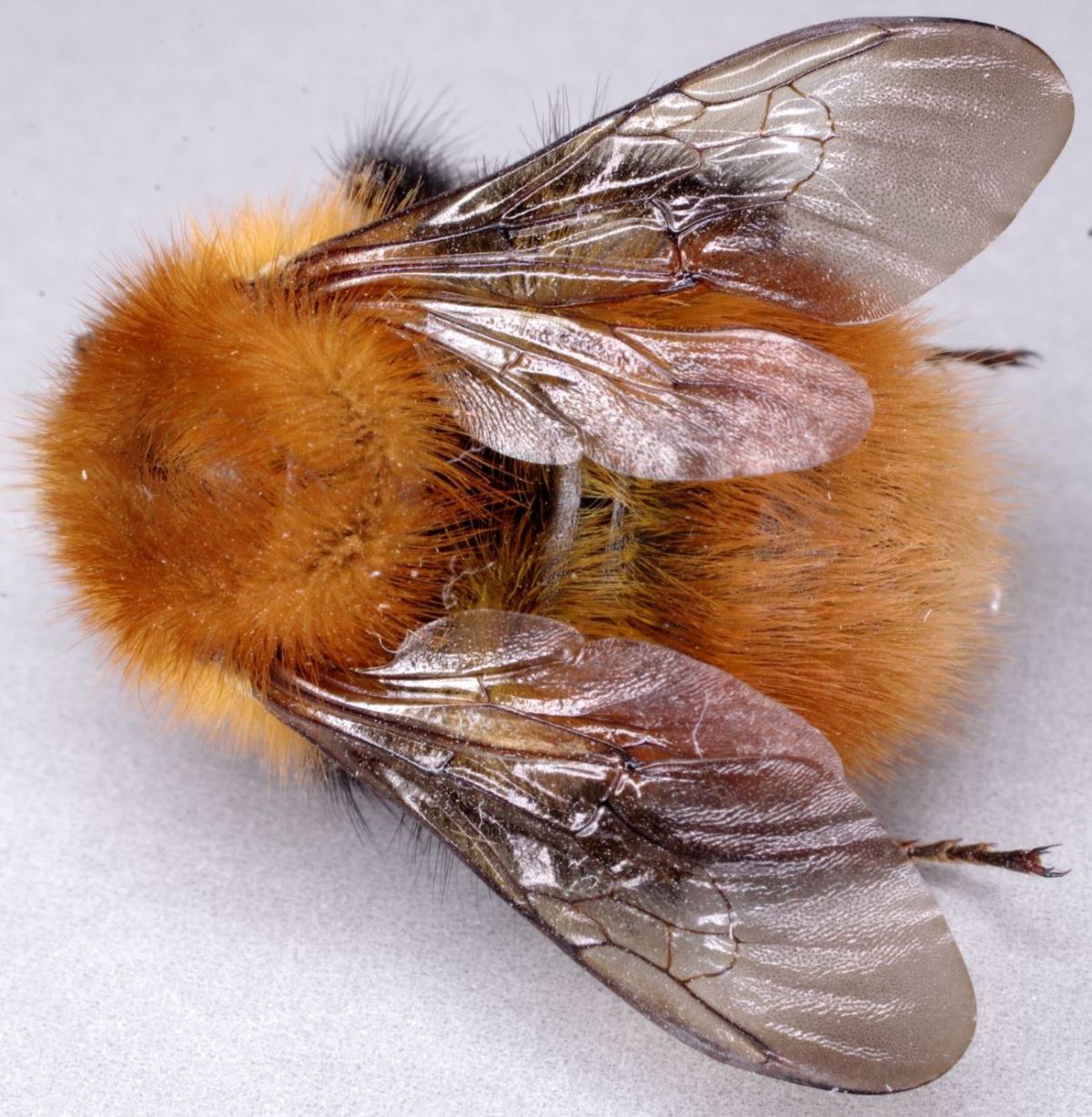 Apidae: Bombus aff. pascuorum